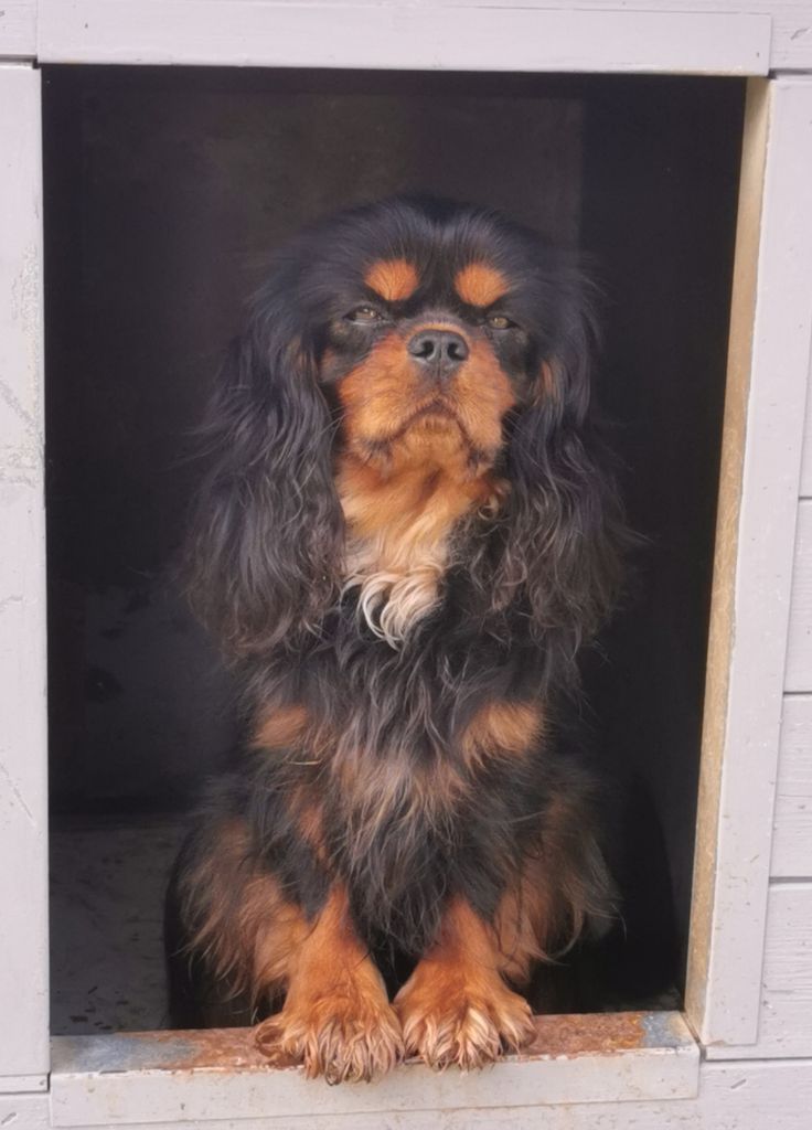 Les Cavalier King Charles Spaniel de l'affixe Des Lords De Mao