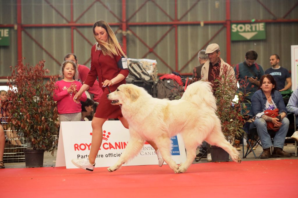 Les Chien de Montagne des Pyrenees de l'affixe Des Lords De Mao