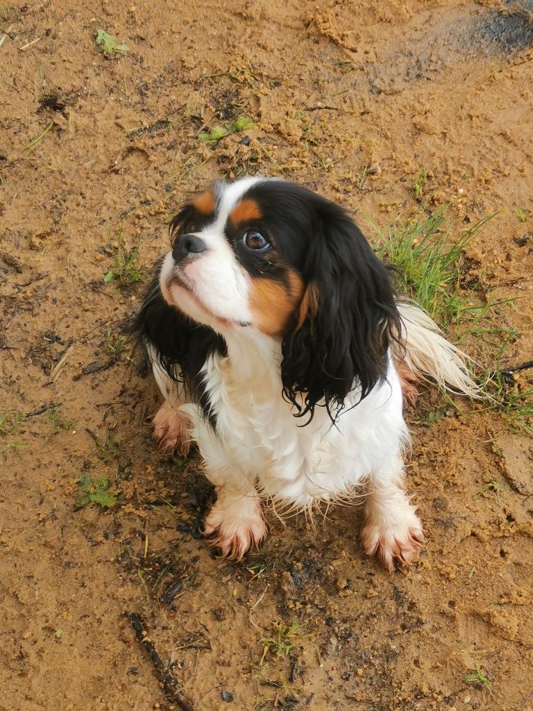 Tina turner du Clos de l'Arpège