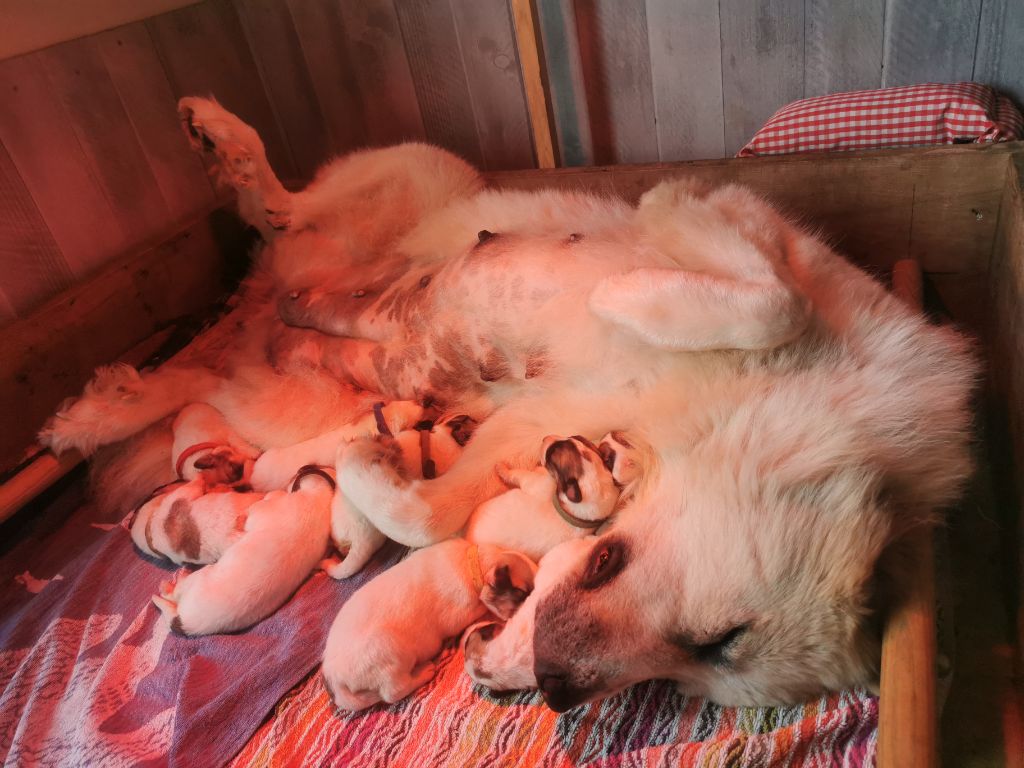 Des Lords De Mao - Chiot disponible  - Chien de Montagne des Pyrenees