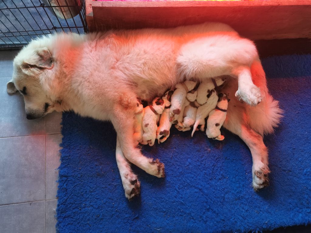 chiot Chien de Montagne des Pyrenees Des Lords De Mao