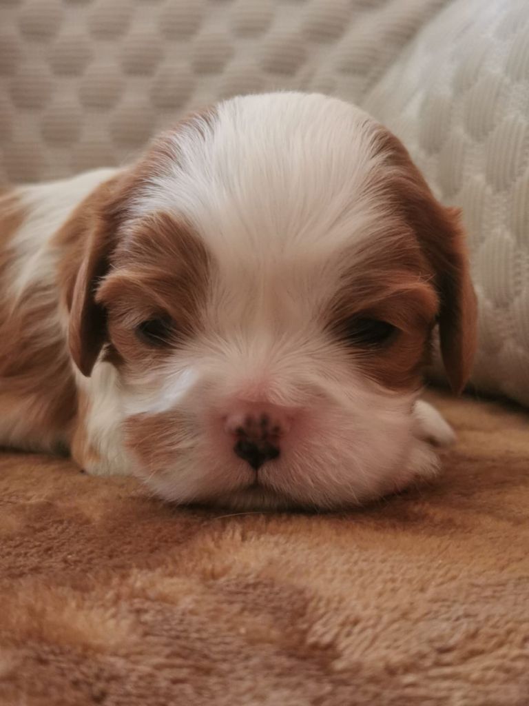 Des Lords De Mao - Chiot disponible  - Cavalier King Charles Spaniel