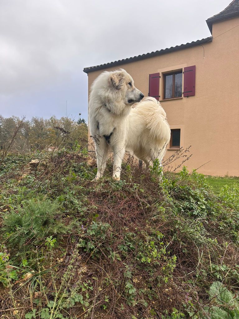 V'sky l-w Des Lords De Mao