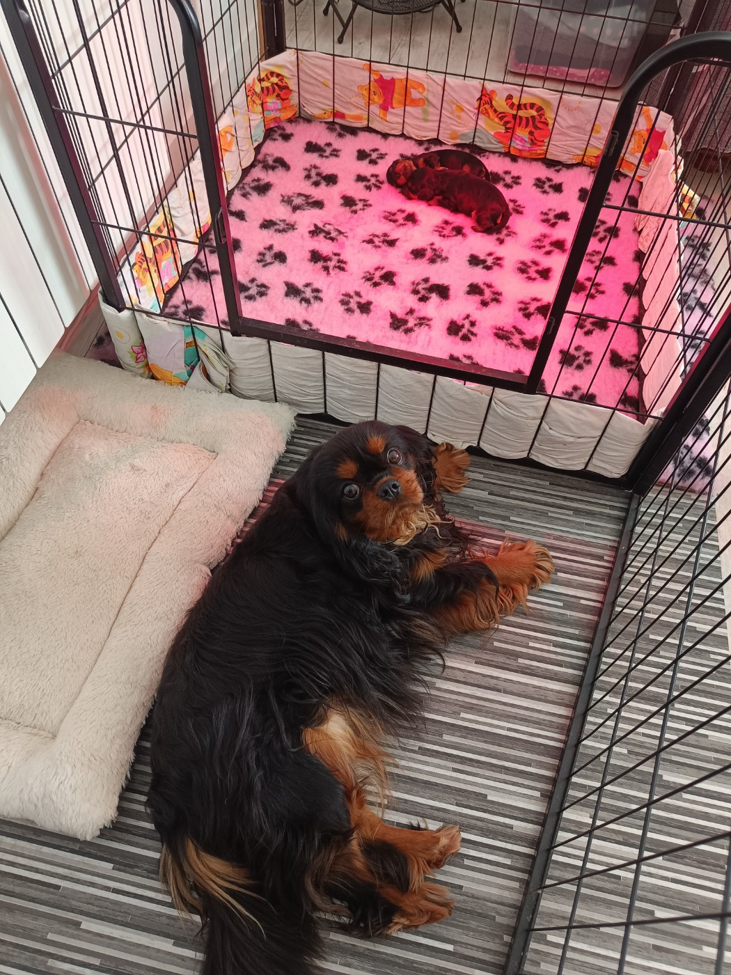 Chiot Cavalier King Charles Spaniel Des Lords De Mao