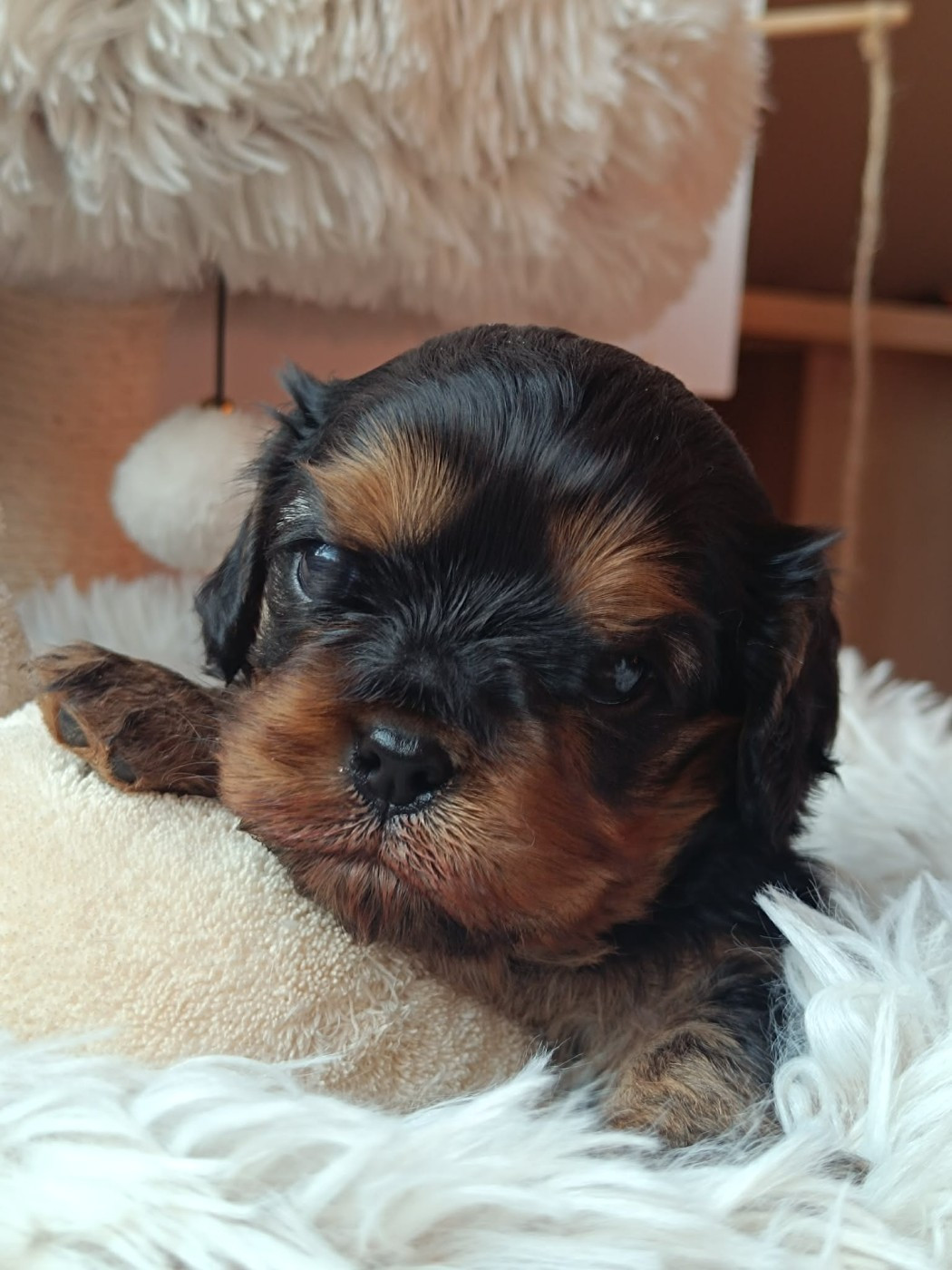 Des Lords De Mao - Chiots disponibles - Cavalier King Charles Spaniel
