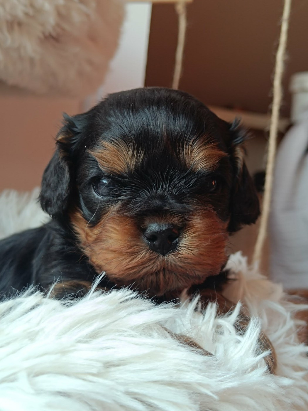 Des Lords De Mao - Chiots disponibles - Cavalier King Charles Spaniel