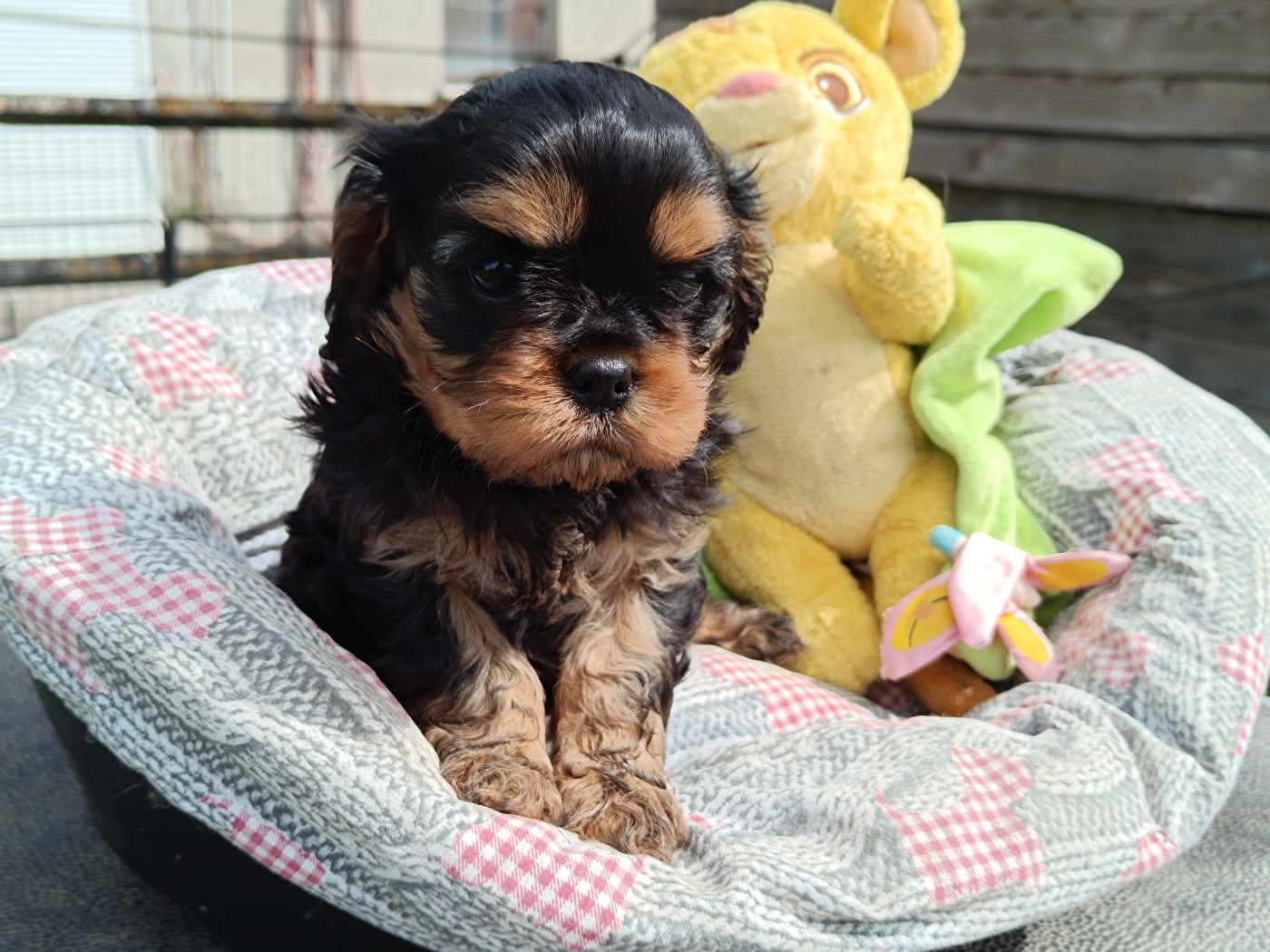 Des Lords De Mao - Chiots disponibles - Cavalier King Charles Spaniel