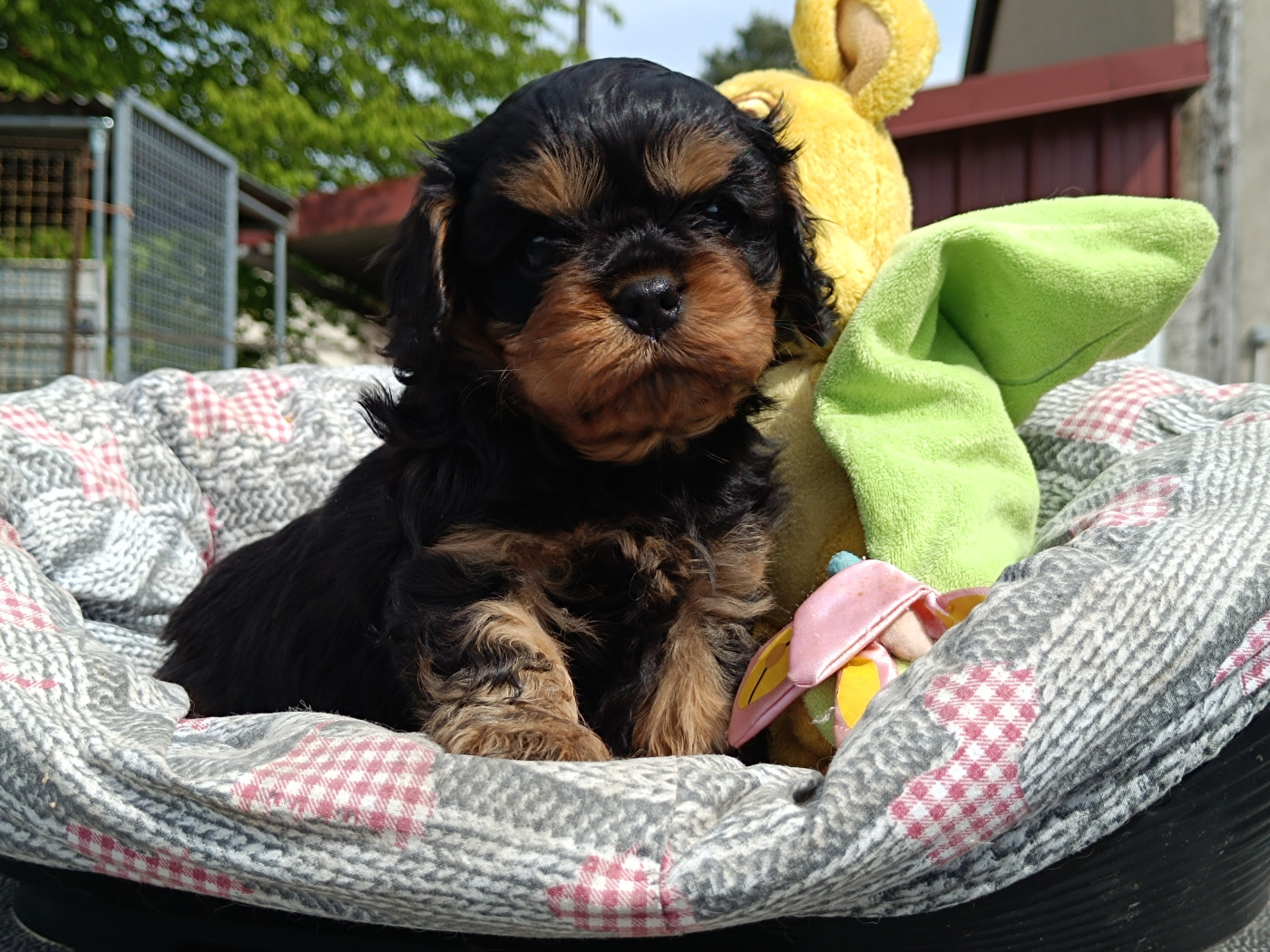 Des Lords De Mao - Chiots disponibles - Cavalier King Charles Spaniel
