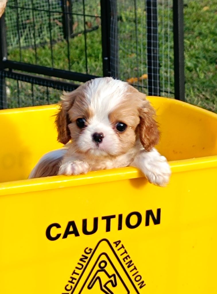 Des Lords De Mao - Chiots disponibles - Cavalier King Charles Spaniel