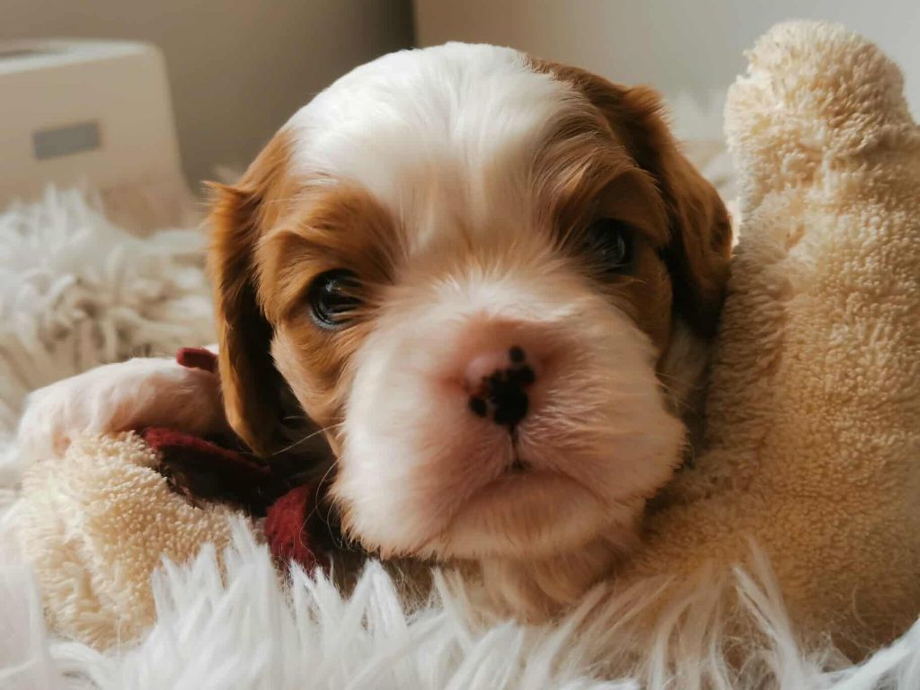 Des Lords De Mao - Chiots disponibles - Cavalier King Charles Spaniel