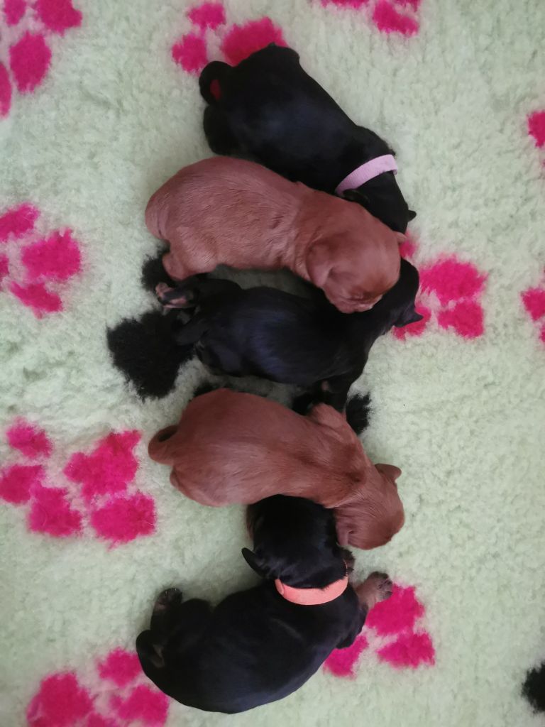 Des Lords De Mao - Chiots disponibles - Cavalier King Charles Spaniel