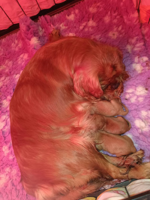 CHIOT 3