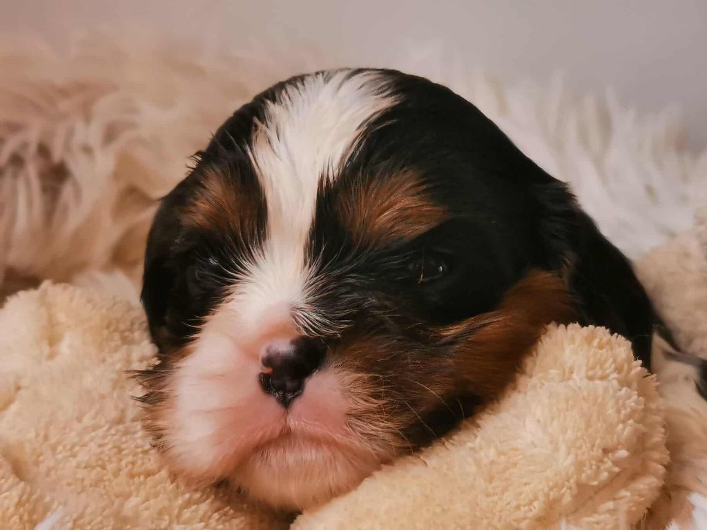 Des Lords De Mao - Chiots disponibles - Cavalier King Charles Spaniel