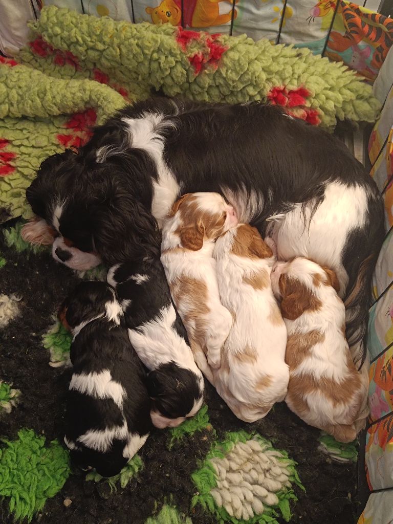 Chiot Cavalier King Charles Spaniel Des Lords De Mao