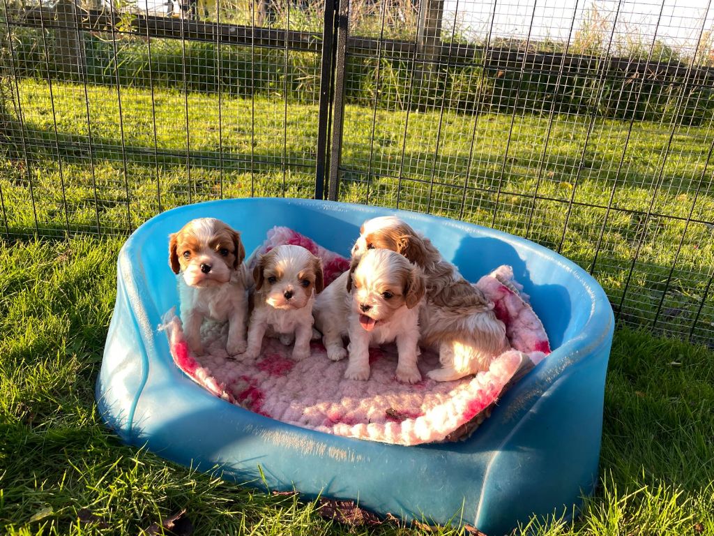Chiot Cavalier King Charles Spaniel Des Lords De Mao